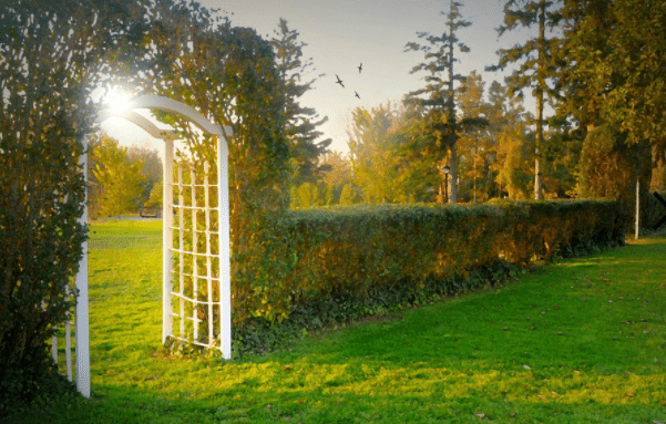 White wooden garden arbor set into a tall hedge beside a sunlit lawn and trees